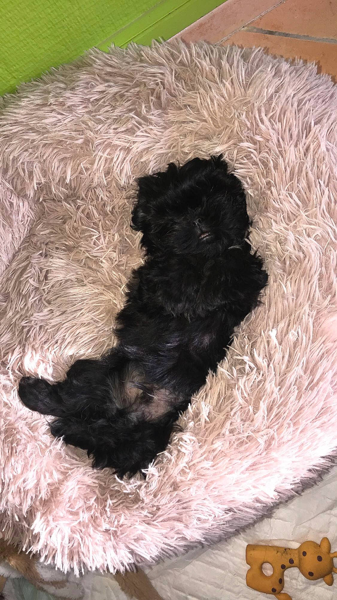 River participe au concours pour gagner de l'argent avec cette photo : bovine, canidae, carnivore, cat_supply, companion_dog, dog_breed, fawn, fur, labradoodle, natural_material, snout, sporting_group, tail, terrestrial_animal, terrier, toy, wool, working_animal