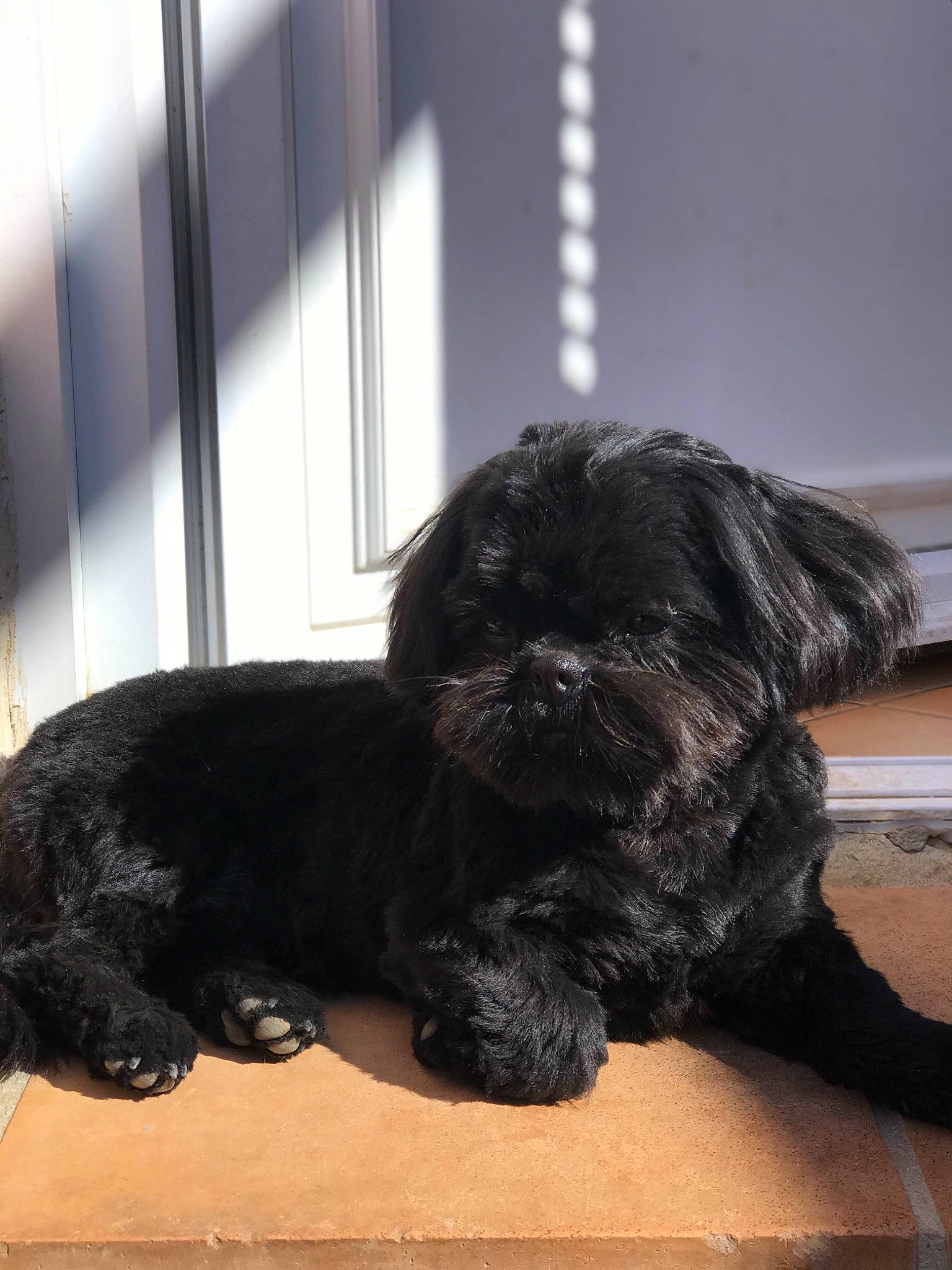 River participe au concours pour gagner de l'argent avec cette photo : canidae, carnivore, comfort, companion_dog, dog, dog_breed, fur, liver, nap, non_sporting_group, puppy_love, small_terrier, snout, sporting_group, tail, terrestrial_animal, terrier, toy_dog, window, working_animal