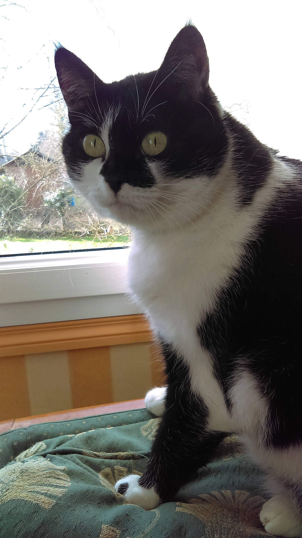 Eclène participe au concours pour gagner de l'argent avec cette photo : aegean_cat, american_wirehair, asian, carnivore, cat, domestic_short_haired_cat, european_shorthair, felidae, fur, mammal, polydactyl_cat, small_to_medium_sized_cats, snout, tail, whiskers