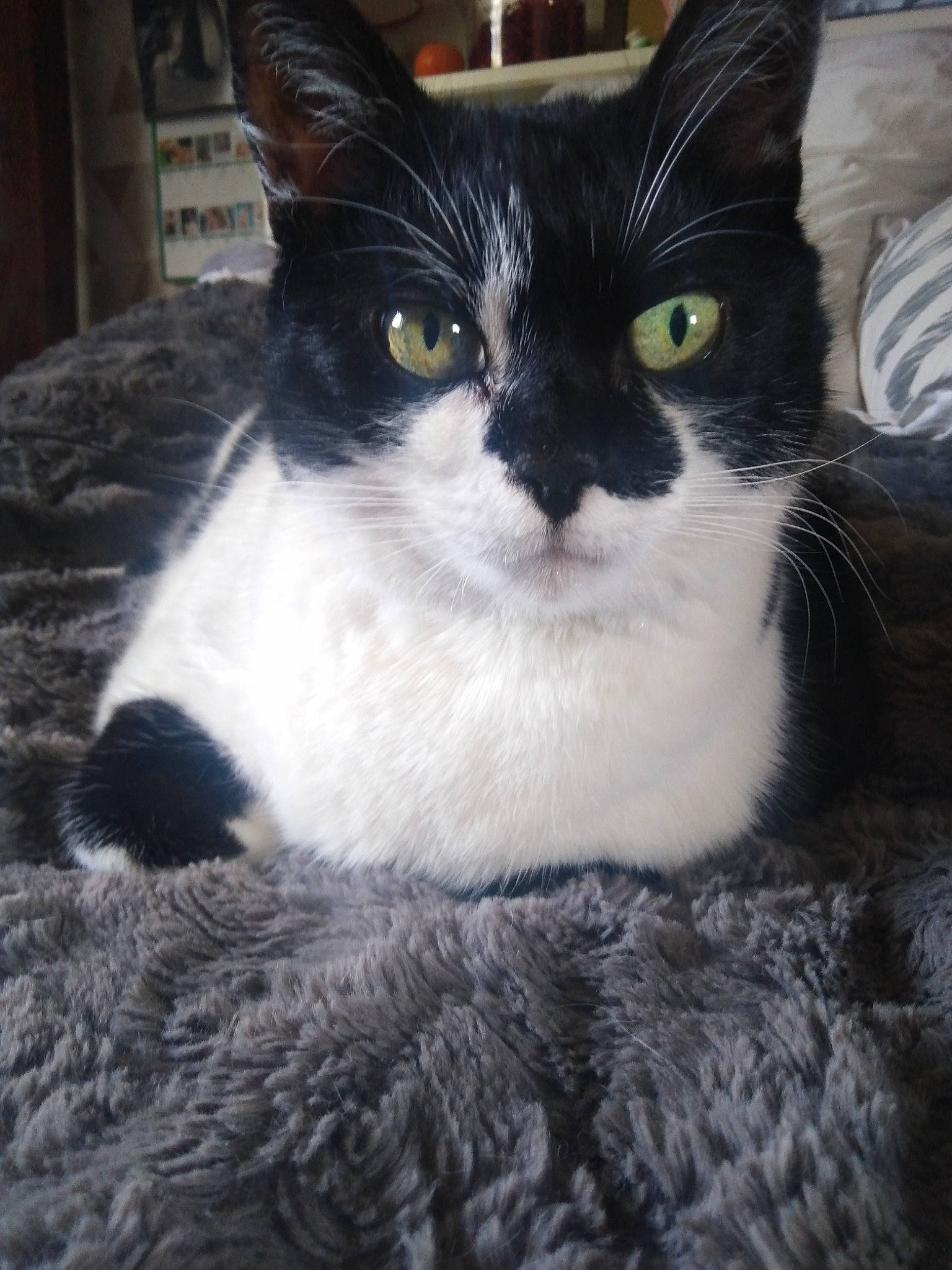 Eclène a rejoint le concours — aidez-le/la à gagner de superbes lots ! aegean_cat, american_wirehair, asian, carnivore, cat, domestic_long_haired_cat, domestic_short_haired_cat, european_shorthair, eye, felidae, fur, german_rex, kitten, mammal, ojos_azules, polydactyl_cat, small_to_medium_sized_cats, snout, vertebrate, whiskers