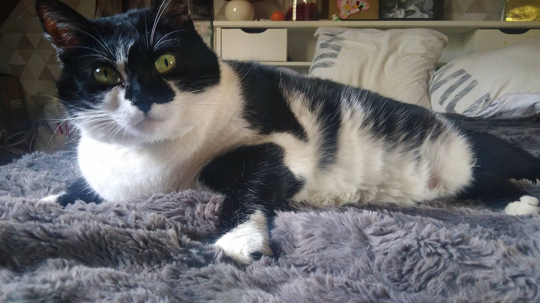 Eclène participe au concours pour gagner de l'argent avec cette photo : aegean_cat, american_wirehair, asian, black_and_white, carnivore, cat, domestic_short_haired_cat, european_shorthair, felidae, fur, german_rex, kitten, mammal, paw, polydactyl_cat, small_to_medium_sized_cats, snout, whiskers