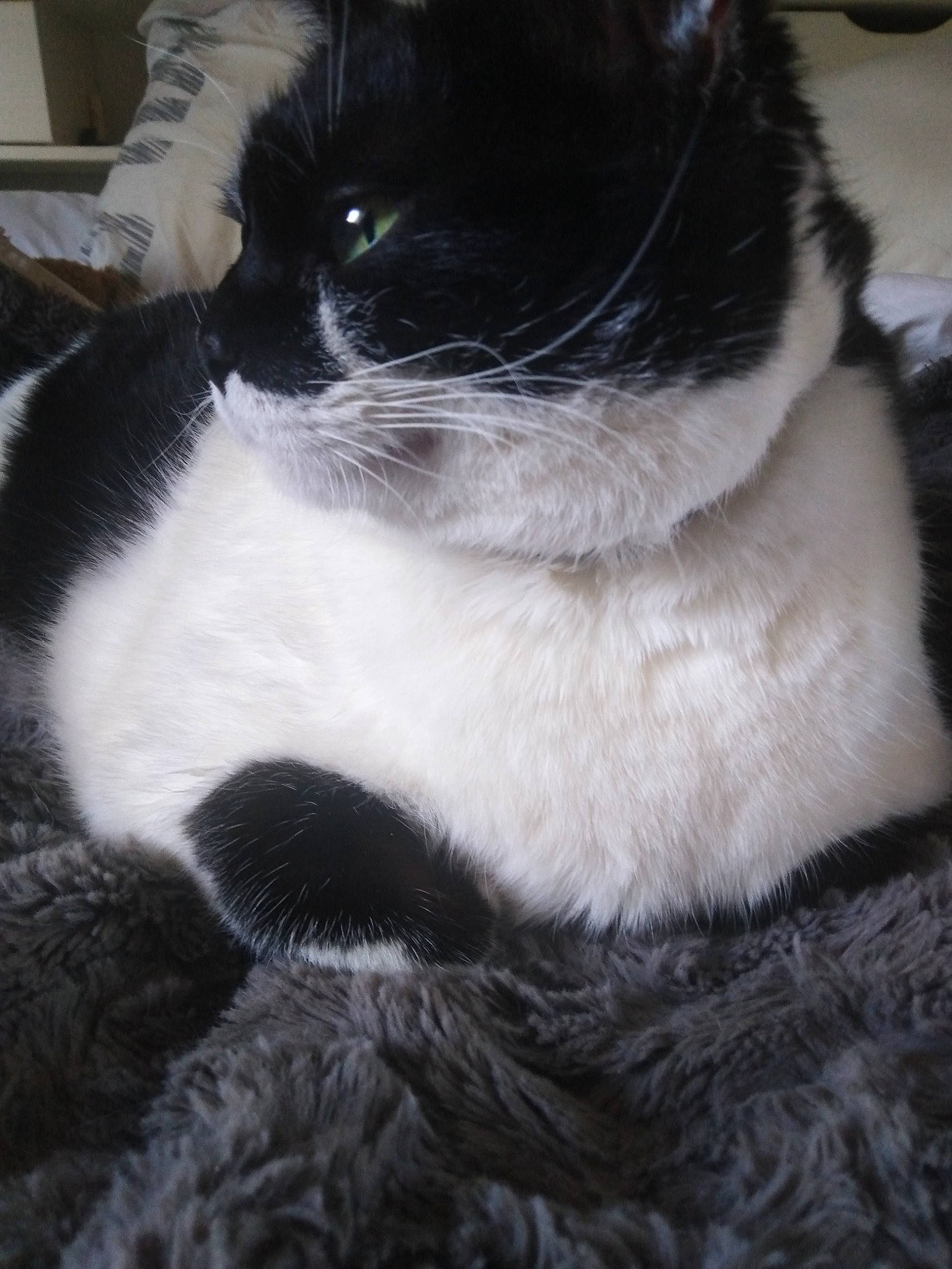 Eclène a rejoint le concours — aidez-le/la à gagner de superbes lots ! black, black_and_white, black_cat, carnivore, cat, ear, eye, felidae, fur, polydactyl_cat, small_to_medium_sized_cats, snout, tail, whiskers