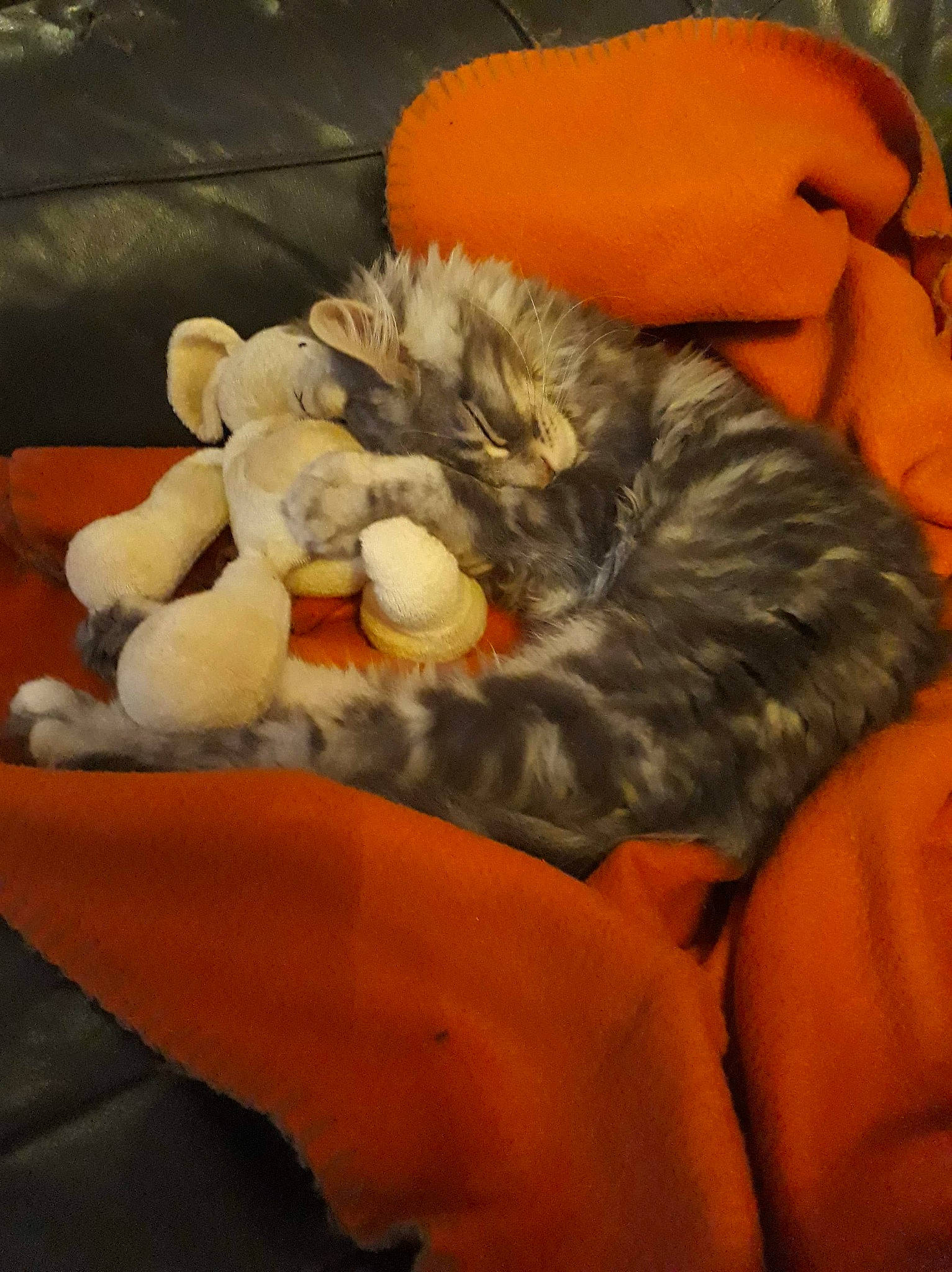 Ulysse a rejoint le concours — aidez-le/la à gagner de superbes lots ! claw, fur, orange, plush, stuffed_toy, tail