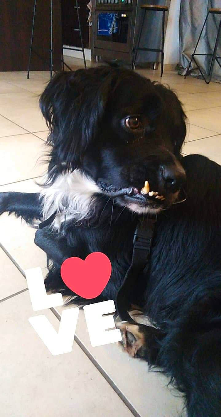 Guigui a rejoint le concours — aidez-le/la à gagner de superbes lots ! boykin_spaniel, canidae, carnivore, companion_dog, dog, dog_breed, ear, flat_coated_retriever, puppy, setter, snout, spaniel, sporting_group