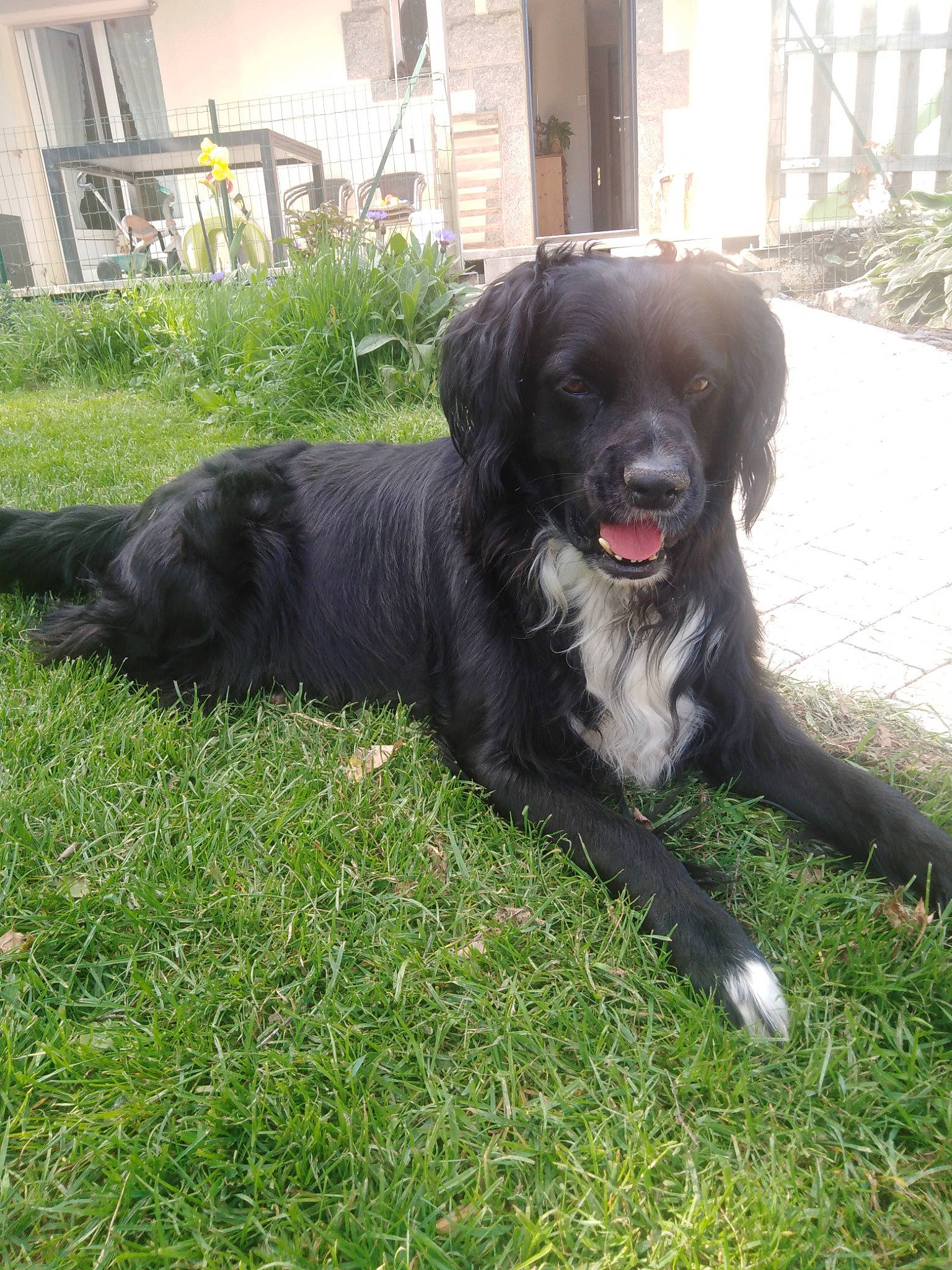 Guigui participe au concours pour gagner de l'argent avec cette photo : blue_picardy_spaniel, borador, canidae, carnivore, companion_dog, dog, dog_breed, flat_coated_retriever, german_spaniel, grass, hunting_dog, labrador_retriever, large_munsterlander, mammal, rare_breed_dog, retriever, snout, spaniel, sporting_group, vertebrate