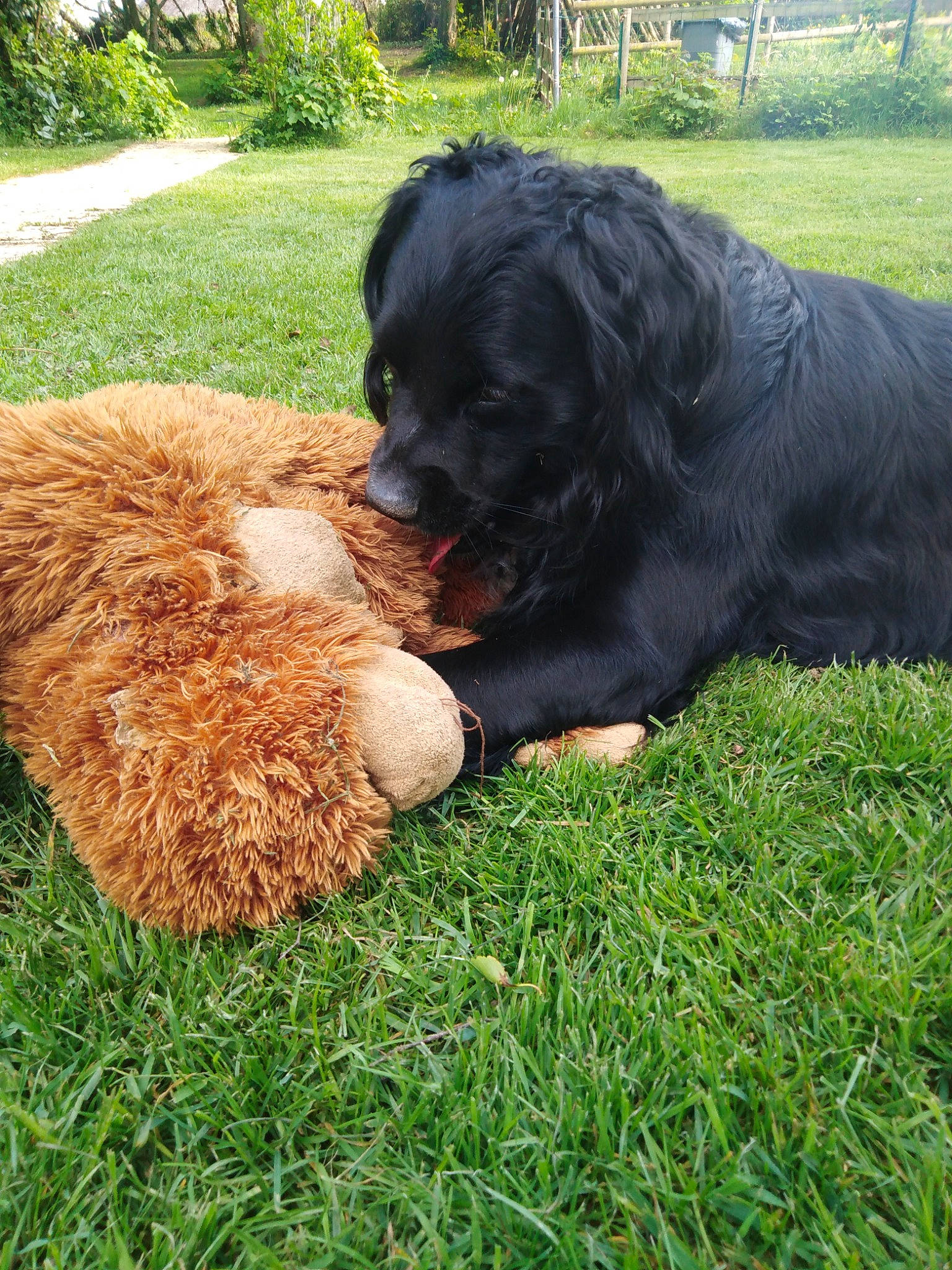 Guigui participe au concours pour gagner de l'argent avec cette photo : canidae, carnivore, companion_dog, dog, dog_breed, flat_coated_retriever, grass, hovawart, labrador_retriever, mammal, newfoundland, puppy, spaniel, sporting_group, tail, vertebrate, working_dog