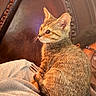Lilo Smith joined the competition — help win amazing prizes! animal, blanket, brown, cat, closeup, cozy, curious, face, fur, glasses, headboard, indoor, kitten, person, pet, resting, shoulder, tabby, warm, wood