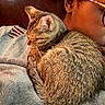 Lilo Smith joined the competition — help win amazing prizes! animal, blanket, cat, close_up, comfort, cozy, curled_up, ear, fur, glasses, human, indoor, person, pet, relaxation, resting, side_view, sleeping, soft_texture, tabby_cat