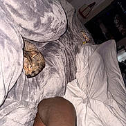 Lilo Smith is registered to the contest to win money with this photo: cat, sleeping, blanket, bed, arm, plush, gray, indoor, cozy, resting, person, room, door, bag, white_blanket, furniture, casual, relaxation, home, curled_up