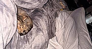Lilo Smith is registered to the contest to win money with this photo: arm, bag, bed, blanket, casual, cat, cozy, curled_up, door, furniture, gray, home, indoor, person, plush, relaxation, resting, room, sleeping, white_blanket