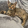 Lilo Smith is registered to the contest to win money with this photo: kitten, cat, tabby, feline, pet, animal, cute, soft, blanket, gray, fur, whiskers, paw, laying, alert, young, indoor, cozy, closeup, domestic_animal