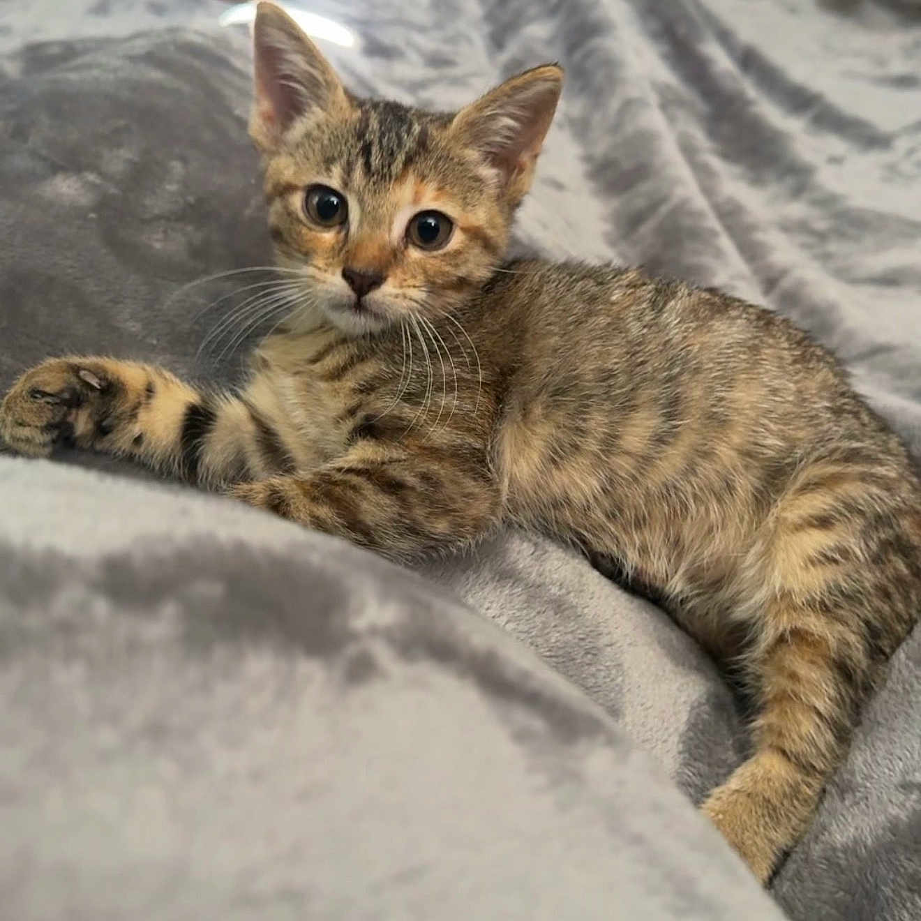 Lilo Smith is registered to the contest to win money with this photo: kitten, cat, tabby, feline, pet, animal, cute, soft, blanket, gray, fur, whiskers, paw, laying, alert, young, indoor, cozy, closeup, domestic_animal