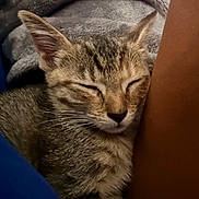 Lilo Smith is registered to the contest to win money with this photo: animal, blanket, cat, close_up, comfort, cozy, cute, domestic_animal, ear, fur, indoor, kitten, nap, peaceful, pet, resting, sleeping, snuggle, tabby, whiskers
