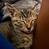 animal, blanket, cat, close_up, comfort, cozy, cute, domestic_animal, ear, fur, indoor, kitten, nap, peaceful, pet, resting, sleeping, snuggle, tabby, whiskers