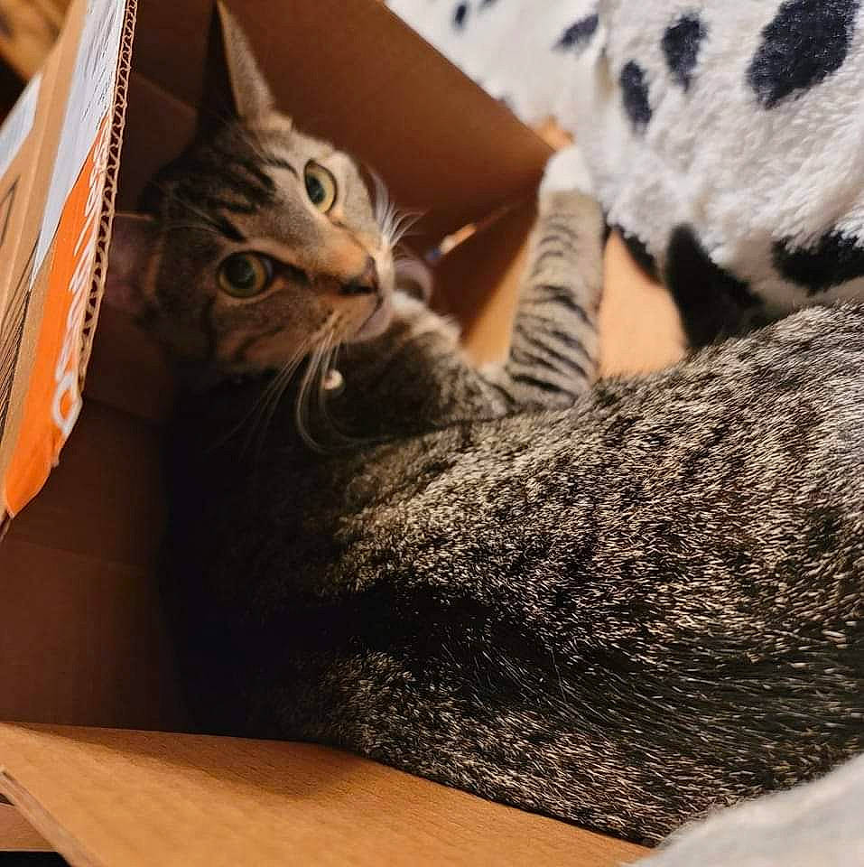 Trooper is registered to the contest to win money with this photo: carnivore, cat, claw, comfort, domestic_short_haired_cat, felidae, fur, grey, human_leg, linens, mammal, nap, pattern, paw, small_to_medium_sized_cats, snout, tail, textile, vertebrate, whiskers