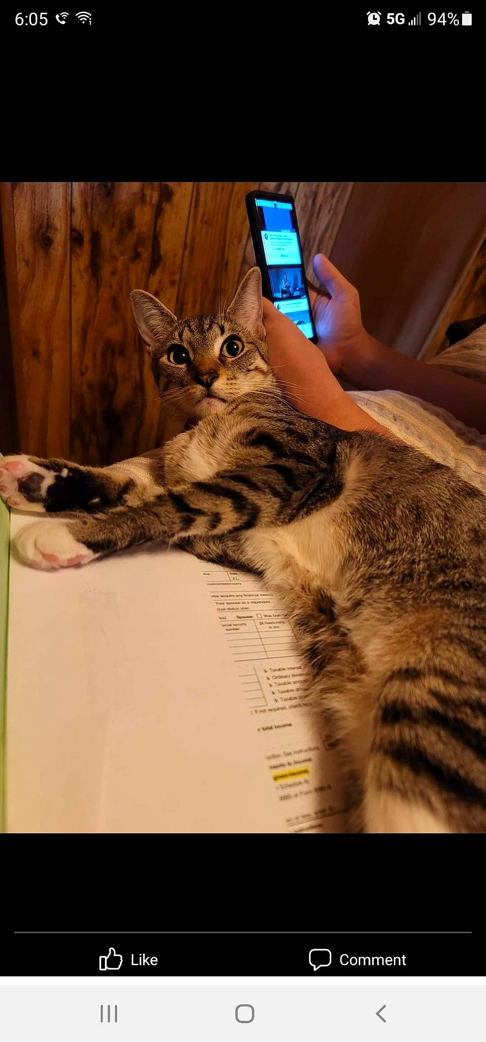 Trooper is registered to the contest to win money with this photo: carnivore, cat, claw, comfort, communication_device, domestic_short_haired_cat, felidae, fur, gesture, nail, paw, photo_caption, sitting, small_to_medium_sized_cats, tail, vertebrate, whiskers, wildlife