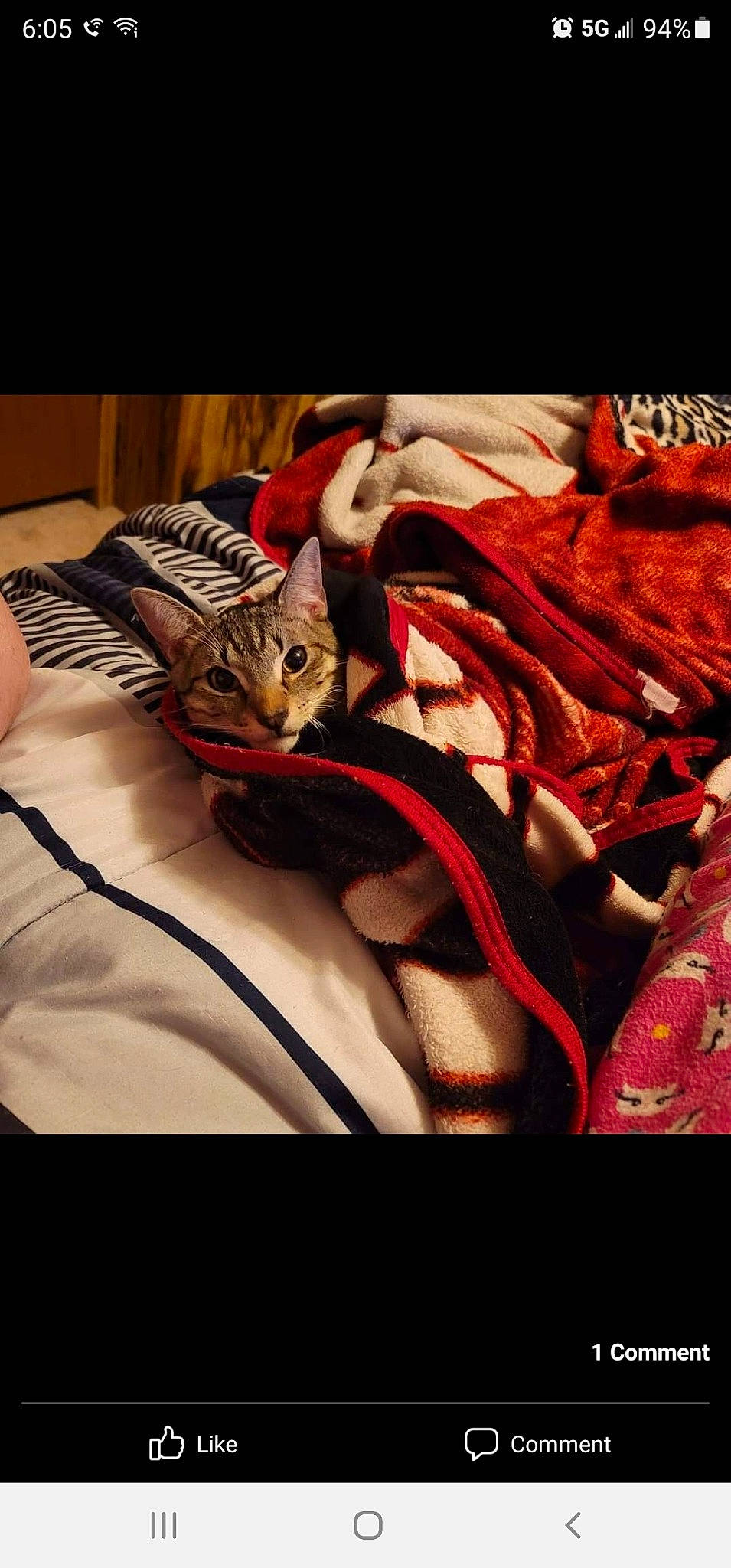 Trooper is registered to the contest to win money with this photo: bag, bed, bed_sheet, bedding, carmine, carnivore, cat, comfort, darkness, felidae, flesh, fur, linens, magenta, pattern, room, small_to_medium_sized_cats, textile, tints_and_shades, whiskers