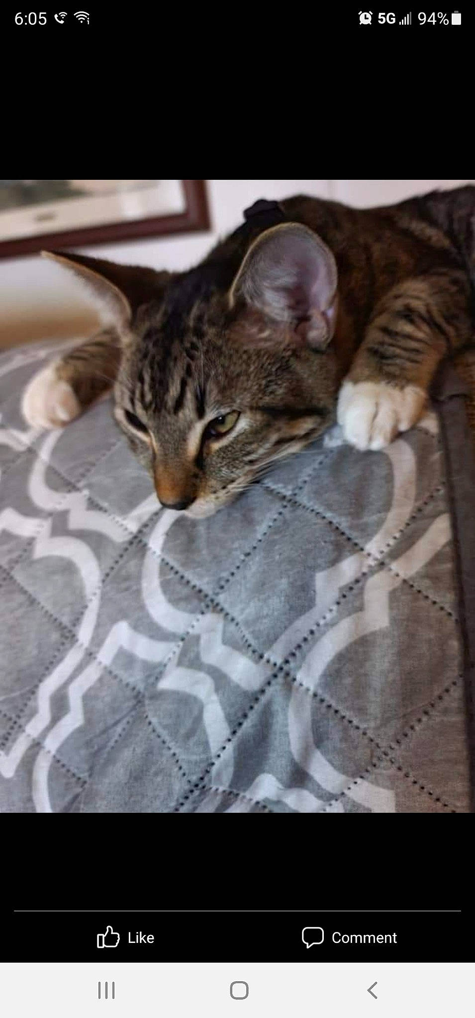 Trooper is registered to the contest to win money with this photo: carnivore, cat, claw, comfort, domestic_short_haired_cat, eye, fawn, felidae, fur, grey, linens, pattern, paw, sitting, small_to_medium_sized_cats, snout, tail, terrestrial_animal, textile, whiskers