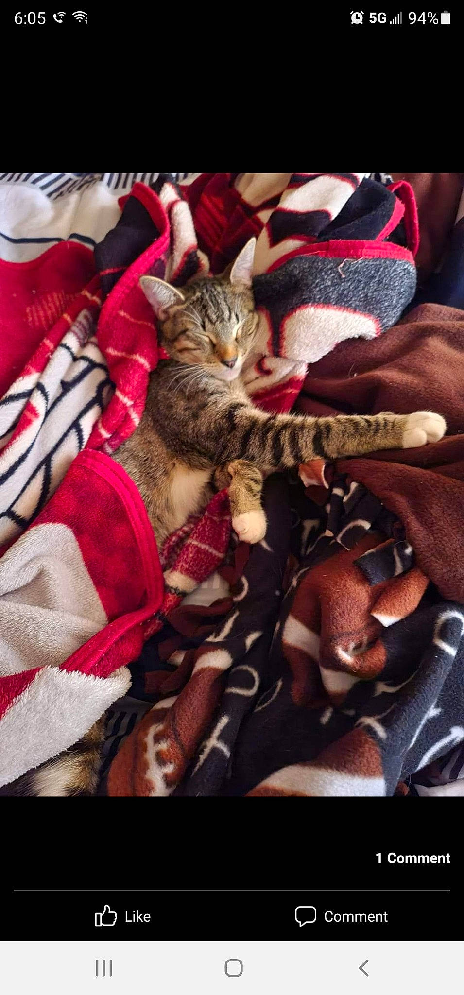 Trooper is registered to the contest to win money with this photo: bag, carmine, carnivore, cat, claw, comfort, domestic_short_haired_cat, fawn, felidae, fur, human_leg, lap, linens, magenta, nap, pattern, paw, small_to_medium_sized_cats, textile, whiskers