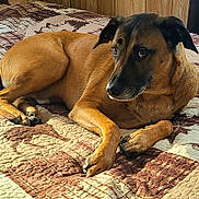 Roscoe is registered to the contest to win money with this photo: animal, bed, brown_dog, canine, companion, cozy, cute, dog, fur, home, indoor, lying_down, paw, pet, portrait, quilt, relaxed, resting, sunlight, wood_panel_wall