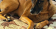 Roscoe is registered to the contest to win money with this photo: animal, bed, brown_dog, canine, companion, cozy, cute, dog, fur, home, indoor, lying_down, paw, pet, portrait, quilt, relaxed, resting, sunlight, wood_panel_wall
