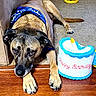 Roscoe is registered to the contest to win money with this photo: dog, birthday, cake, pet, indoors, floor, wood, carpet, blue_harness, lying_down, portrait, animal, brown_fur, black_muzzle, paws, ears, toy, celebration, home, photography