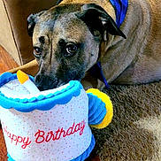 Roscoe joined the competition — help win amazing prizes! dog, puppy, birthday, birthday_hat, plush_toy, cake_toy, blue_hat, brown_fur, black_muzzle, wide_eyes, floppy_ears, wearing_clothing, indoor, living_room, rug, wood_floor, couch, pet, celebration, portrait