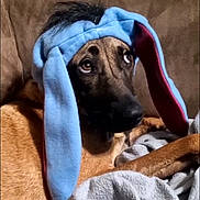 Roscoe joined the competition — help win amazing prizes! animal, blanket, blue_hat, brown_fur, bunny_ears, couch, cozy, cute, dog, ears, expression, face, fur, indoors, looking_up, muzzle, pet, resting, soft_texture, wearing