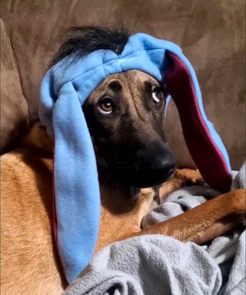 Roscoe joined the competition — help win amazing prizes! animal, blanket, blue_hat, brown_fur, bunny_ears, couch, cozy, cute, dog, ears, expression, face, fur, indoors, looking_up, muzzle, pet, resting, soft_texture, wearing