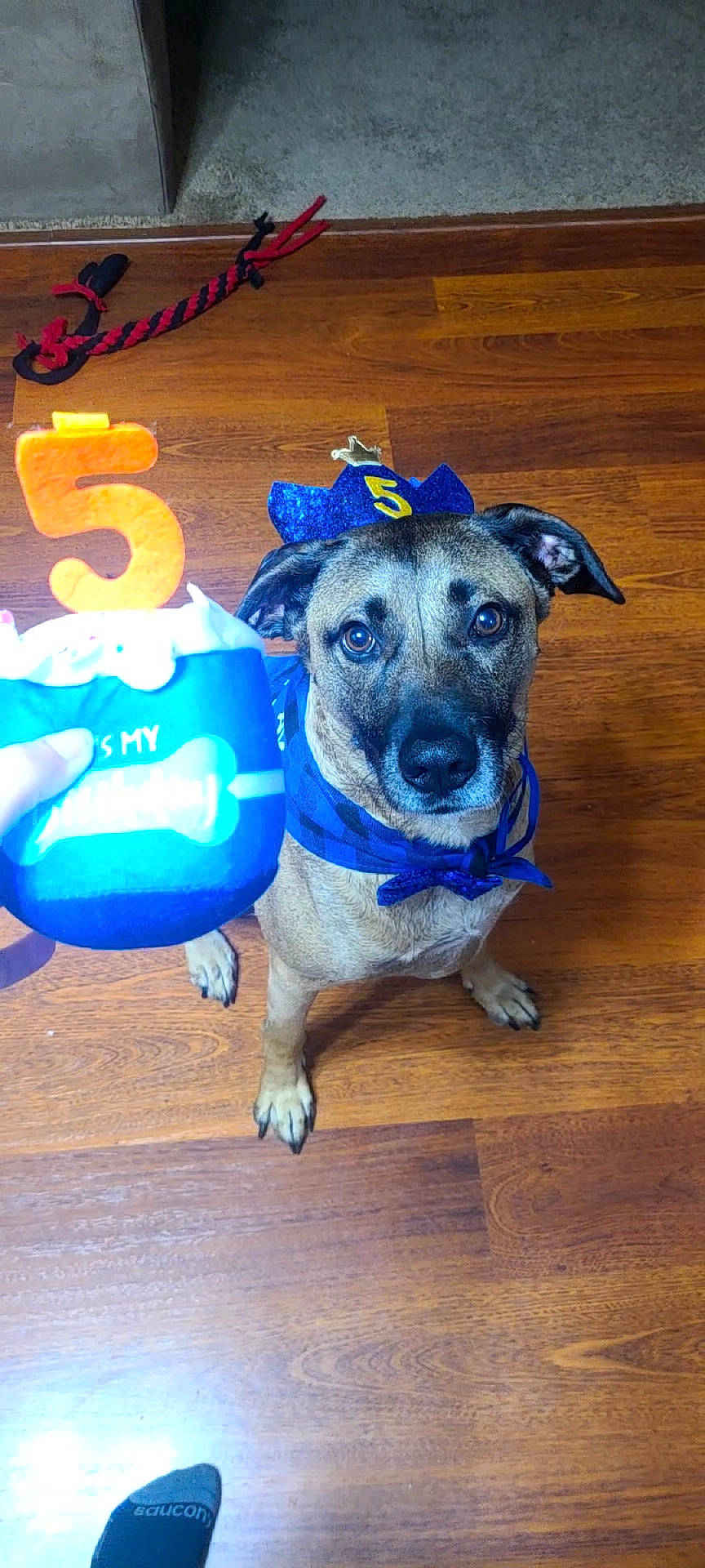 Roscoe joined the competition — help win amazing prizes! animal, bandana, birthday, blue, brown_dog, canine, celebration, cute, dog, floor, hat, indoor, looking_up, number_5, pet, plush, rope_toy, toy, waiting, wooden_floor