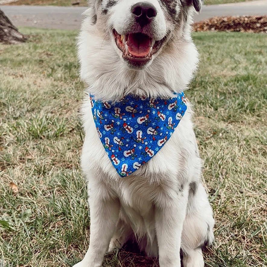 Koe is registered to the contest to win money with this photo: autumn, bandana, blue_bandana, canine, dog, ears, fur, grass, happy, heterochromia, house, mouth_open, nature, outdoor, pet, sitting, snowman_pattern, tongue_out, winter_theme, yard