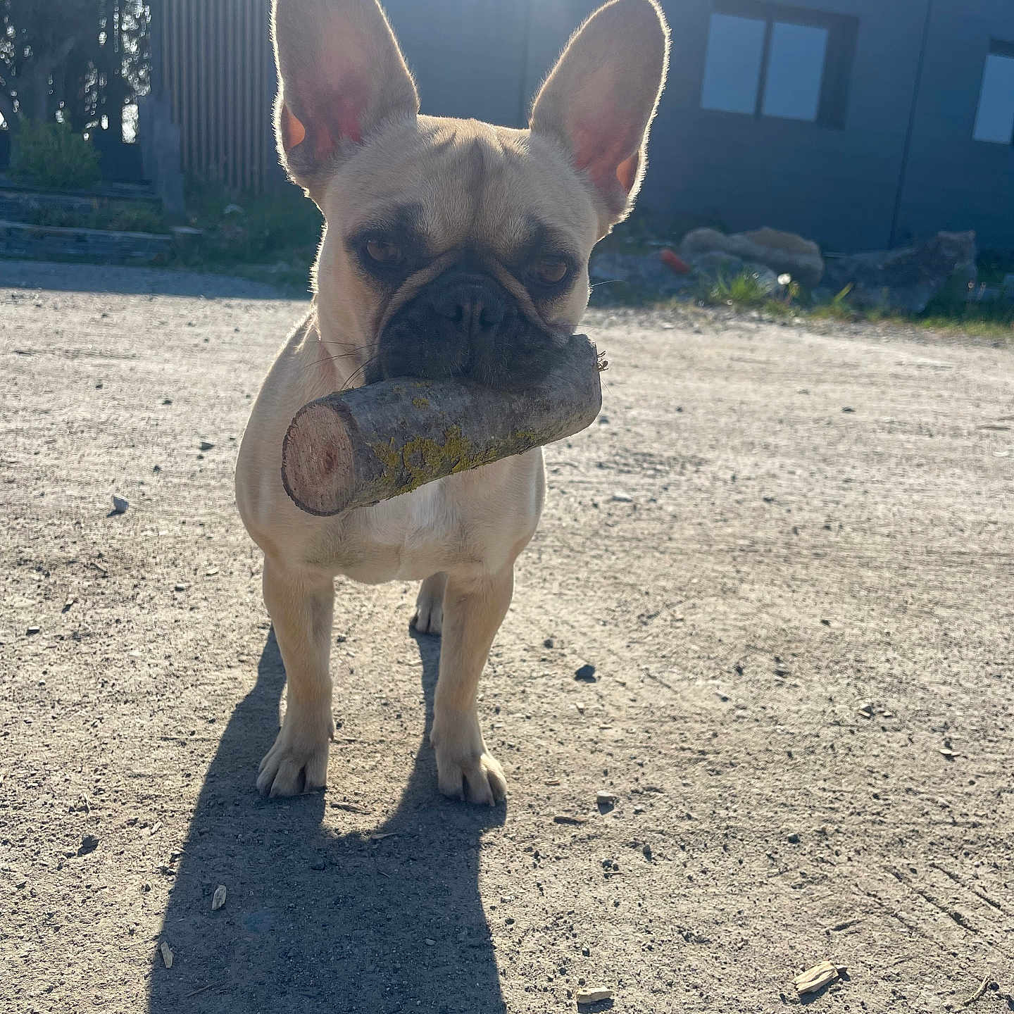 Vaya participe au concours pour gagner de l'argent avec cette photo : animal, boxer, bulldog, canine, dog, frenchbulldog, pet, pitbull, puppy, snout, soil, whitedog