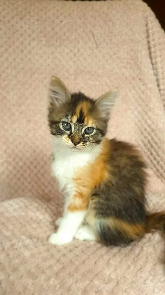 Stella a rejoint le concours — aidez-le/la à gagner de superbes lots ! carnivore, cat, claw, comfort, domestic_short_haired_cat, fawn, felidae, fur, paw, small_to_medium_sized_cats, snout, tail, terrestrial_animal, whiskers, wood