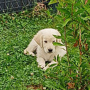 Arckan a rejoint le concours — aidez-le/la à gagner de superbes lots ! puppy, dog, cat, grass, garden, plants, leafy, greenery, fence, outdoor, animal, pet, lying_down, curious, nature, young, cute, fur, white_dog, camouflage
