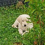 puppy, dog, cat, grass, garden, plants, leafy, greenery, fence, outdoor, animal, pet, lying_down, curious, nature, young, cute, fur, white_dog, camouflage