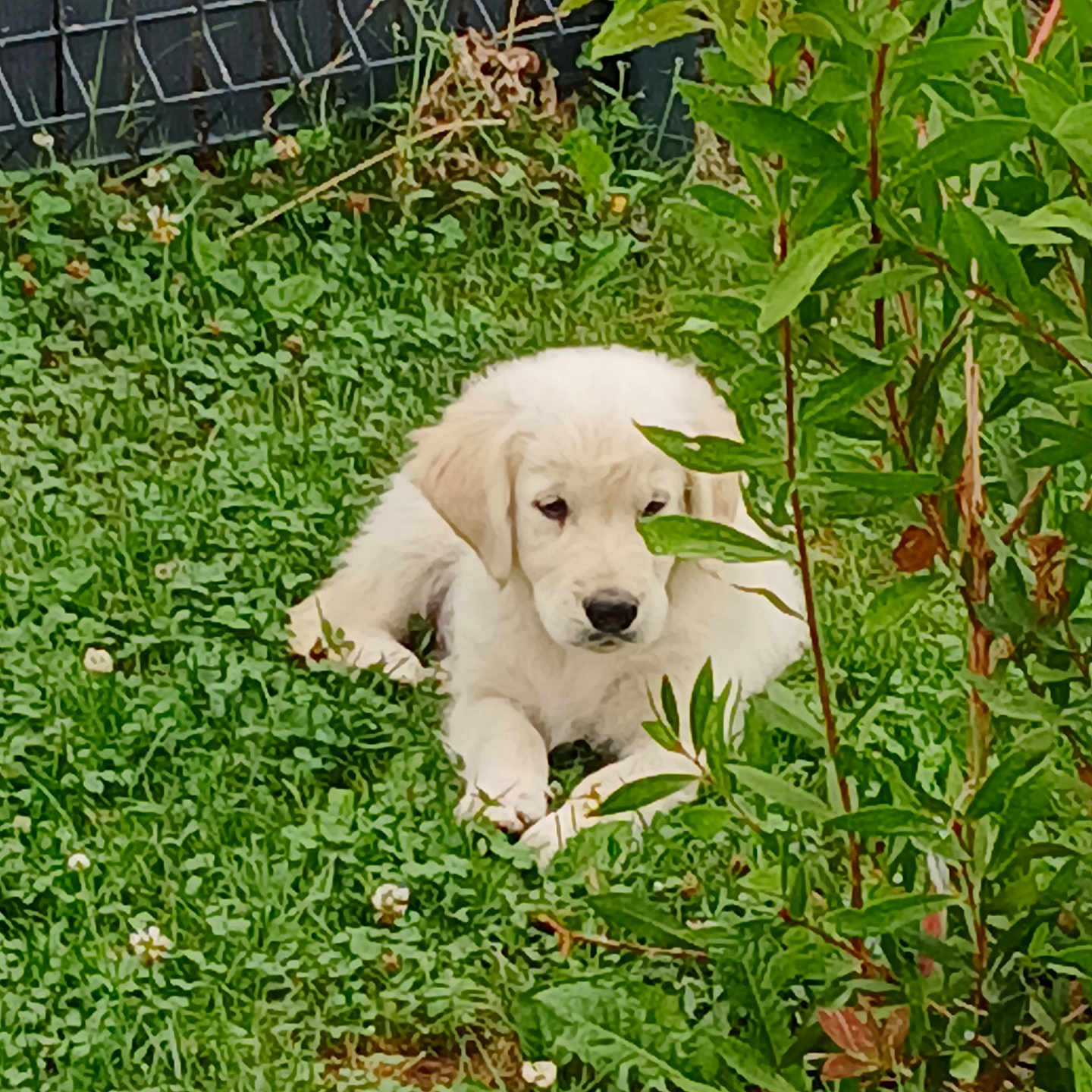 Arckan a rejoint le concours — aidez-le/la à gagner de superbes lots ! animal, camouflage, cat, curious, cute, dog, fence, fur, garden, grass, greenery, leafy, lying_down, nature, outdoor, pet, plants, puppy, white_dog, young