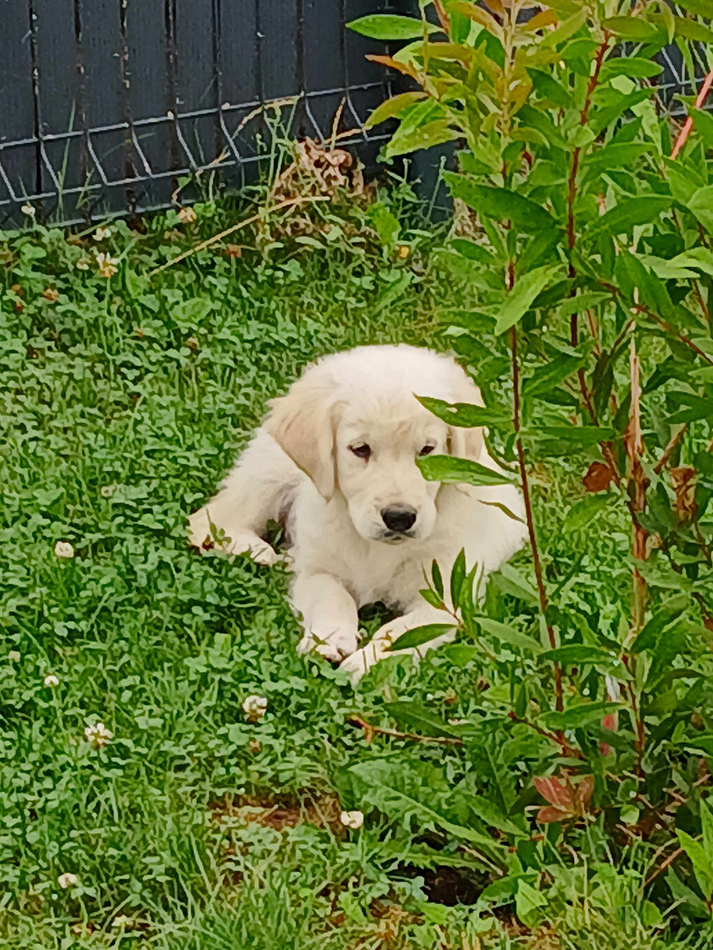 Arckan a rejoint le concours — aidez-le/la à gagner de superbes lots ! puppy, dog, cat, grass, garden, plants, leafy, greenery, fence, outdoor, animal, pet, lying_down, curious, nature, young, cute, fur, white_dog, camouflage