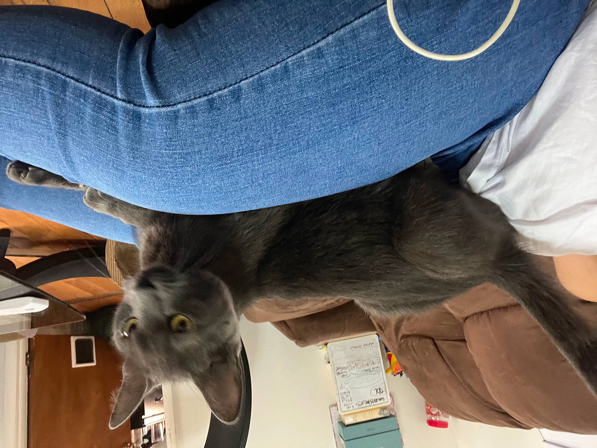 Raven joined the competition — help win amazing prizes! canidae, carnivore, comfort, denim, dog_breed, electric_blue, fawn, felidae, fur, grey, hat, human_leg, mammal, russian_blue, sleeve, small_to_medium_sized_cats, sporting_group, vertebrate, whiskers, working_animal