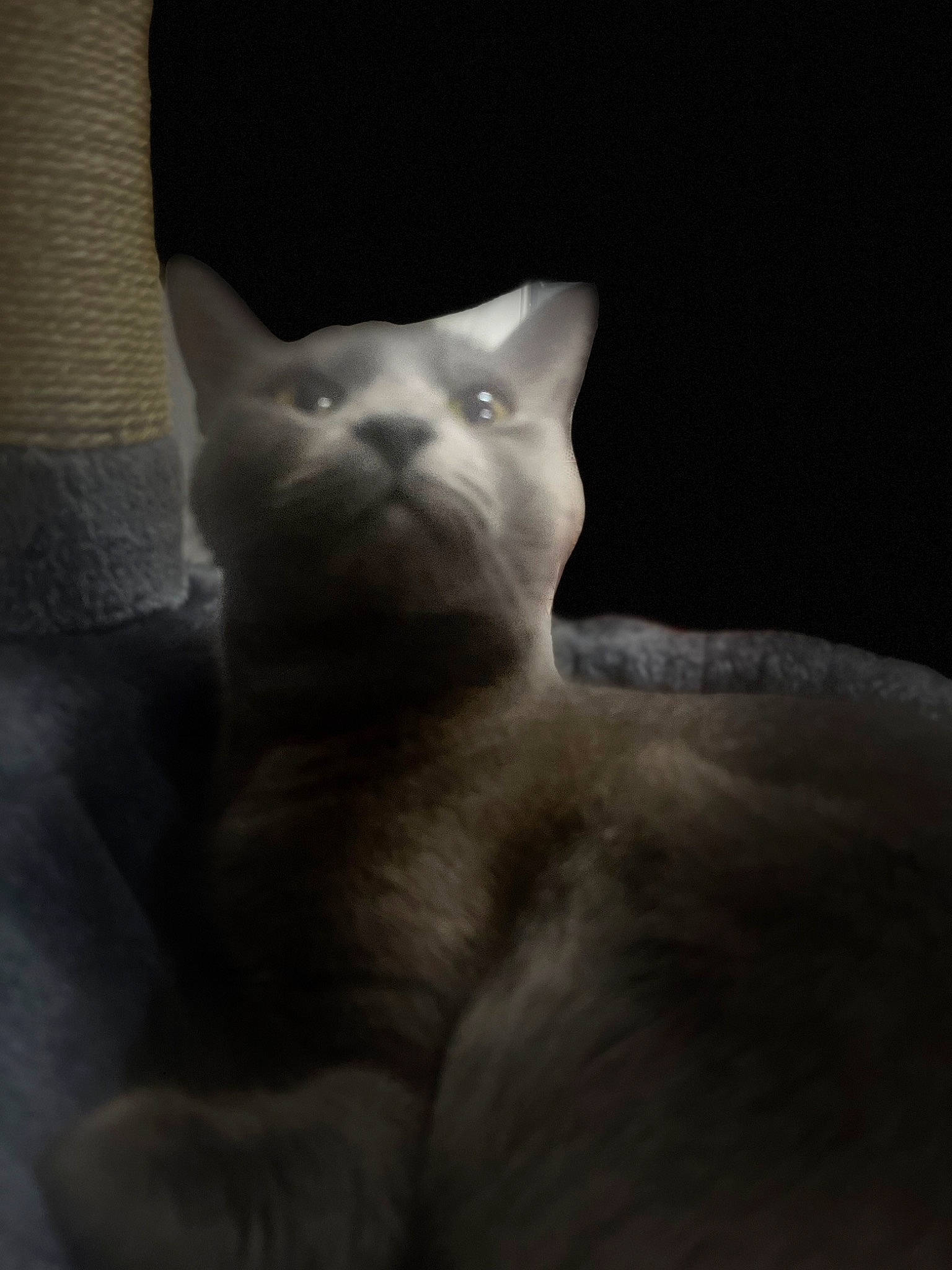 Raven joined the competition — help win amazing prizes! carnivore, cat, comfort, darkness, domestic_short_haired_cat, ear, eye, fawn, felidae, fur, grey, head, human_body, sculpture, small_to_medium_sized_cats, snout, tail, terrestrial_animal, vertebrate, whiskers