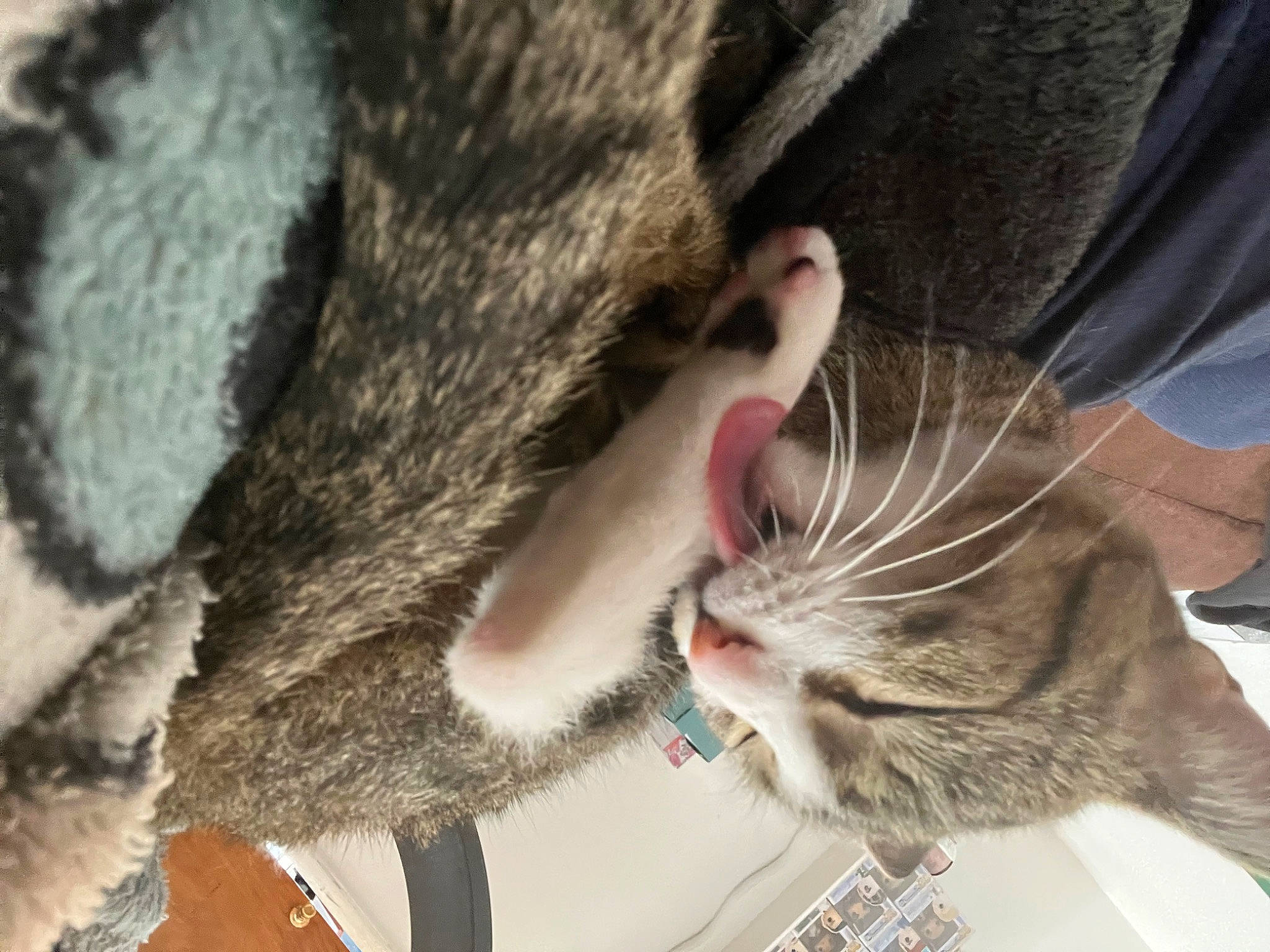 Raven is registered to the contest to win money with this photo: carnivore, cat, claw, comfort, domestic_short_haired_cat, fang, fawn, felidae, foot, fur, human_leg, nap, paw, small_to_medium_sized_cats, snout, tail, terrestrial_animal, whiskers, wildlife, yawn