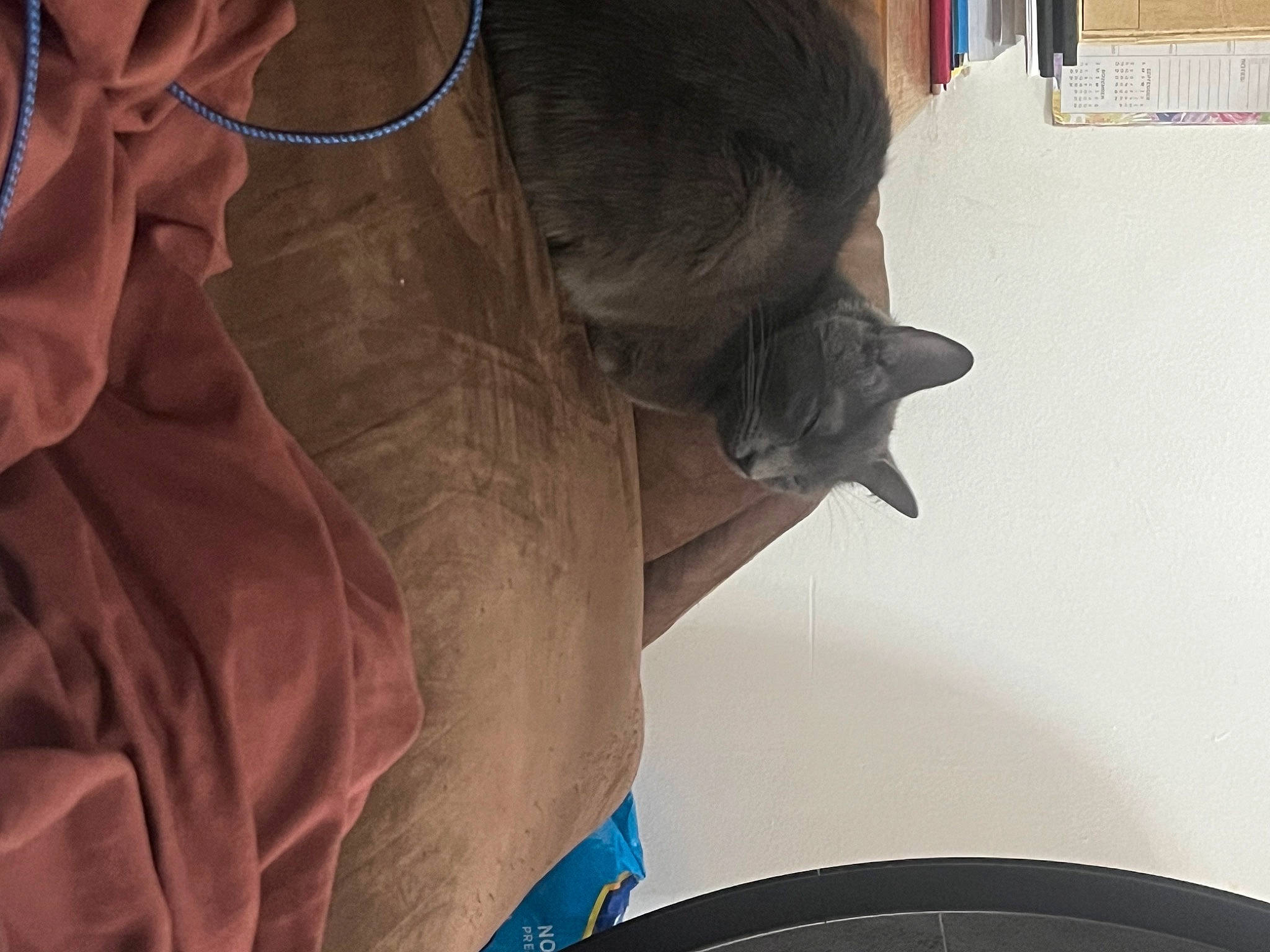 Raven is registered to the contest to win money with this photo: automotive_tire, carnivore, cat, comfort, ear, eyewear, felidae, glasses, helmet, jaw, mouth, personal_protective_equipment, small_to_medium_sized_cats, sunglasses, tail, tire, vision_care, whiskers, wood, wrinkle