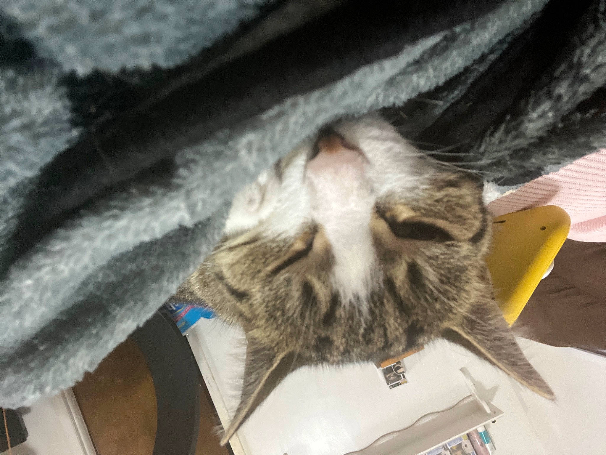 Spike is registered to the contest to win money with this photo: carnivore, cat, claw, comfort, domestic_short_haired_cat, felidae, fur, grey, mammal, nap, paw, small_to_medium_sized_cats, snout, tail, whiskers