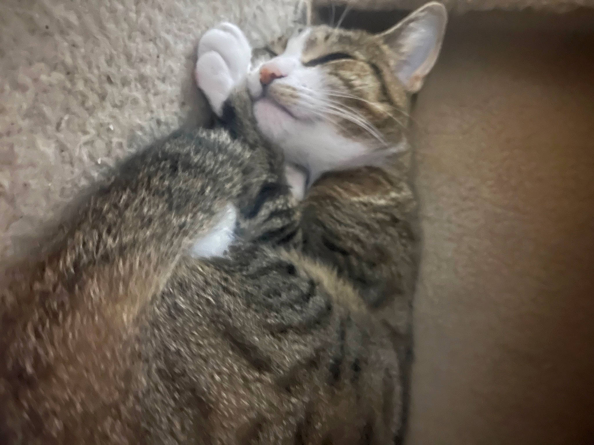 Spike joined the competition — help win amazing prizes! carnivore, cat, claw, comfort, domestic_short_haired_cat, felidae, fur, paw, small_to_medium_sized_cats, tail, terrestrial_animal, whiskers