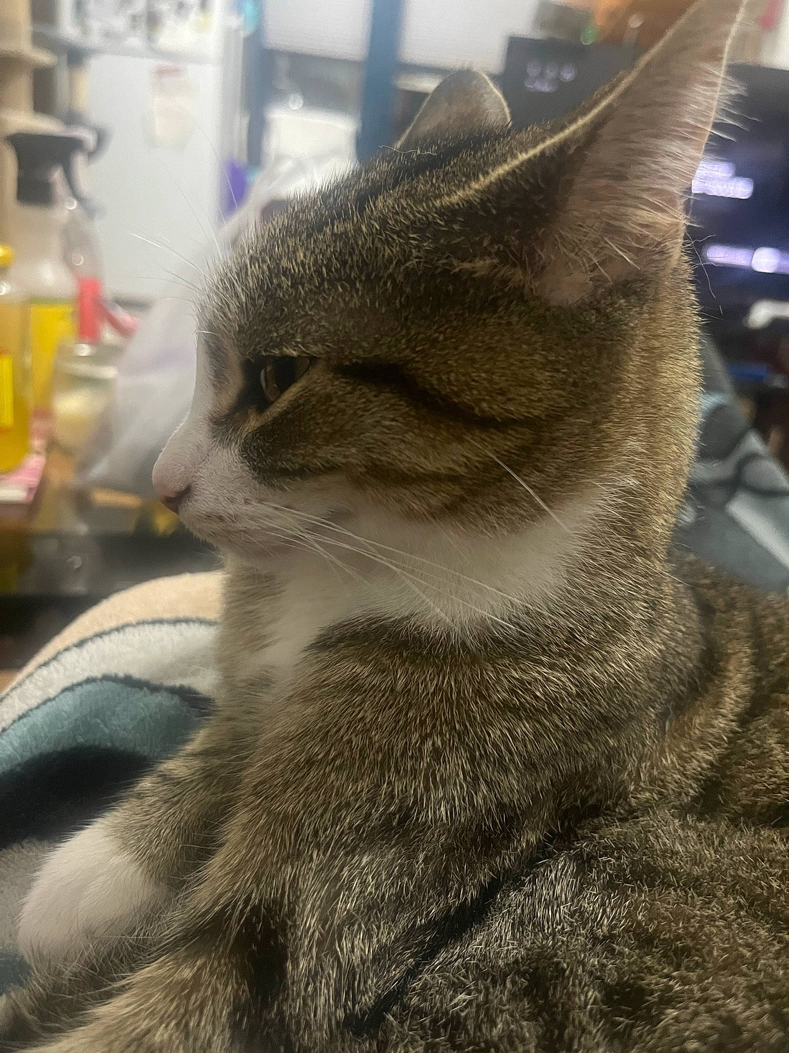 Spike joined the competition — help win amazing prizes! carnivore, cat, claw, domestic_short_haired_cat, felidae, fur, grey, metal, paw, plant, small_to_medium_sized_cats, snout, tail, terrestrial_animal, tree, whiskers, wildlife, window