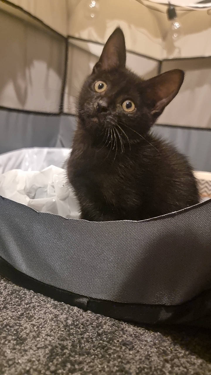 Pepper joined the competition — help win amazing prizes! black_cat, bombay, carnivore, cat, cat_bed, cat_supply, comfort, domestic_short_haired_cat, felidae, fur, grey, monochrome_photography, pet_supply, small_to_medium_sized_cats, snout, terrestrial_animal, whiskers