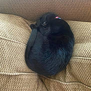 Luna is registered to the contest to win money with this photo: animal, black_cat, brown, cat, collar, couch, cozy, curled_up, domestic_animal, fur, furniture, home, indoor, pattern, pet, quiet, relaxation, resting, sleeping, texture