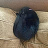 cat, black_cat, sleeping, curled_up, couch, furniture, pet, domestic_animal, resting, cozy, indoor, collar, fur, animal, relaxation, home, texture, brown, pattern, quiet