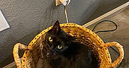 Luna joined the competition — help win amazing prizes! animal, basket, black_cat, blanket, cat, cord, cozy, curled_up, domestic, electrical_outlet, floor, home, indoor, looking_up, pet, slipper, texture, wall, woven, yellow_eyes