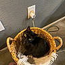 Luna joined the competition — help win amazing prizes! cat, black_cat, basket, blanket, floor, wall, electrical_outlet, cord, slipper, indoor, pet, animal, cozy, looking_up, woven, texture, yellow_eyes, curled_up, domestic, home