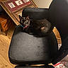 black_cat, cat, chair, indoor, wooden_floor, framed_pictures, collar, pet, furniture, curious, animal, domestic_cat, floor, relaxing, looking_up, cozy, home, eyes, sitting, black_fur